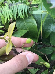 Antidesma platyphyllum