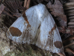 Sphragifera biplagiata