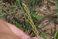 Plantago virginica