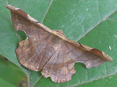 Fascellina chromataria