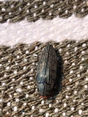 Buprestis lyrata