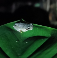 Plectrohyla