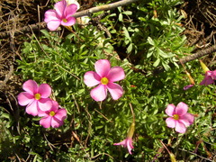 Oxalis glabra