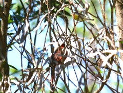 Setophaga americana