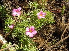 Oxalis glabra