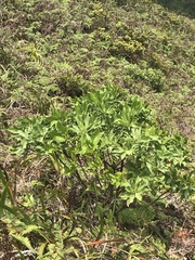Scaevola gaudichaudiana
