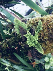 Adenophorus tamariscinus