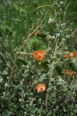Sphaeralcea laxa