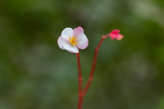 Begonia decandra