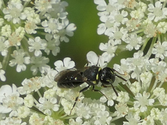 Hylaeus modestus