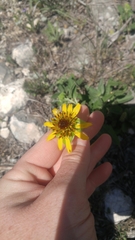 Tetragonotheca texana