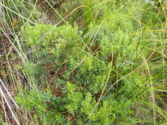 Cyclopia sessiliflora