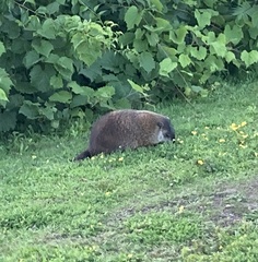 Marmota monax
