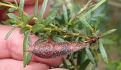 Cyclopia sessiliflora