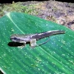 Plectrohyla