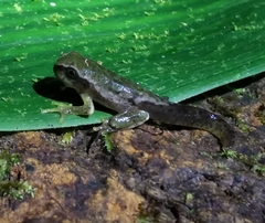 Plectrohyla