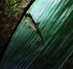 Plectrohyla