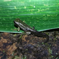 Plectrohyla