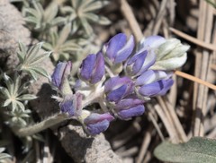 Lupinus breweri grandiflorus