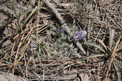 Lupinus breweri grandiflorus
