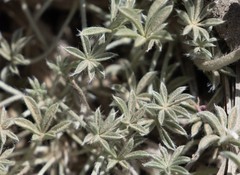 Lupinus breweri grandiflorus