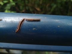Helicorthomorpha