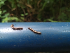 Helicorthomorpha