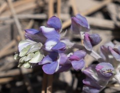 Lupinus breweri grandiflorus