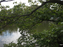 Broussonetia papyrifera