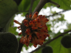Broussonetia papyrifera