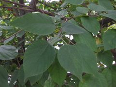 Broussonetia papyrifera