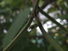 Broussonetia papyrifera