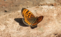 Melitaea yuenty