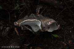 Boletopsis subsquamosa