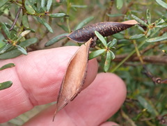 Cyclopia sessiliflora