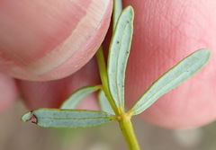 Cyclopia sessiliflora
