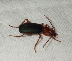 Brachinus crepitans