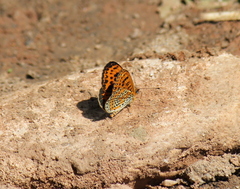 Melitaea yuenty