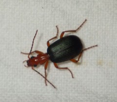 Brachinus crepitans