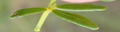 Cyclopia sessiliflora
