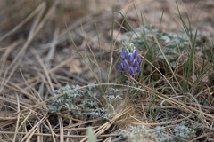 Lupinus breweri grandiflorus