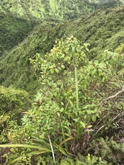 Metrosideros tremuloides