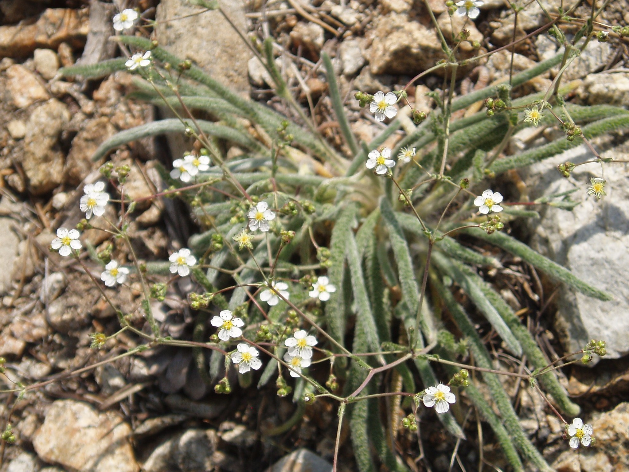 Ivesia