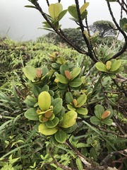 Syzygium sandwicense