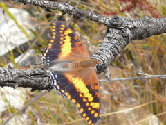 Charaxes pelias