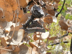 Charaxes pelias