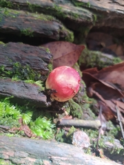 Syzygium samarangense