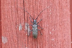 Monochamus maculosus