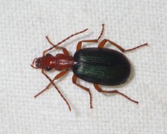 Brachinus crepitans
