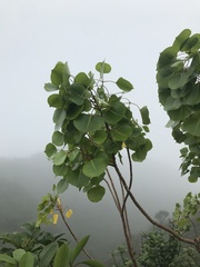 Cheirodendron platyphyllum